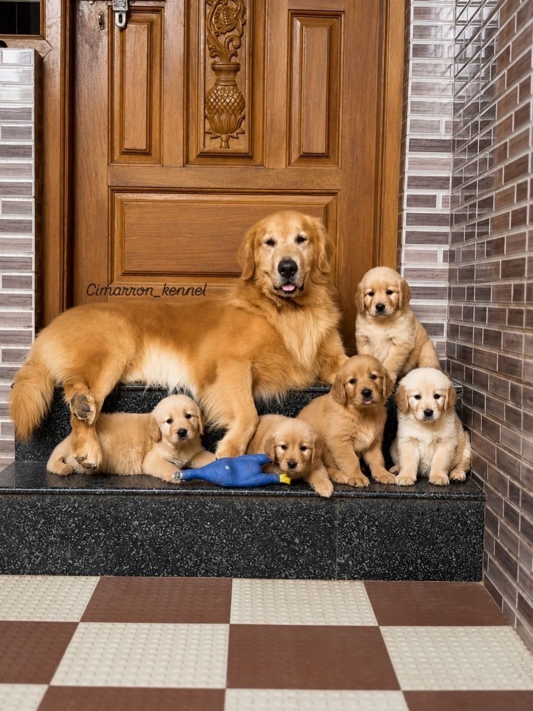 Golden Retriever mother watching over her puppies